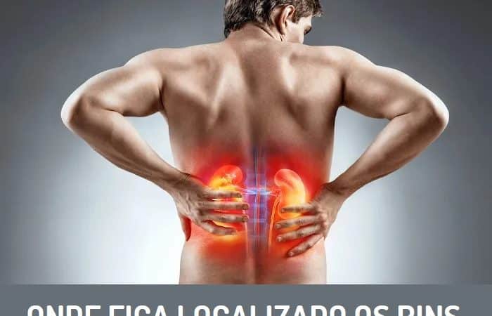 ONDE FICA LOCALIZADO OS RINS NO CORPO HUMANO